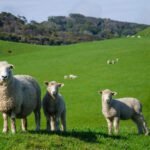 En İyi Dudak Kremleri ve marka tavsiyeleri