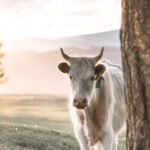 2025 Dantelli ve Duvaklı Gelinlik Modelleri: Elegan Görünümün Sırrı